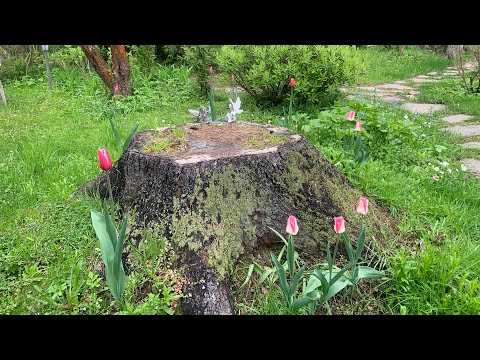 Видео: Очень холодный май, ничего не растёт, прогулка 12.05.25