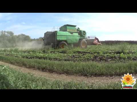Видео: Черное золото 2, или уборка подсолнечника 2016. ДОН-1500Б + ПСП-10, МТЗ-80+БДМ-2.4х2