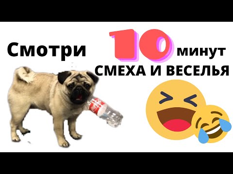 Видео: ПРИКОЛЫ 😅 Мопс 😍 ПРИКОЛЫ с животными 😂 РЖАКА до слёз 2022 🤣