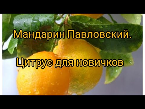 Видео: Павловский мандарин. Померанец. Бигарадия. Цитрус для новичков.