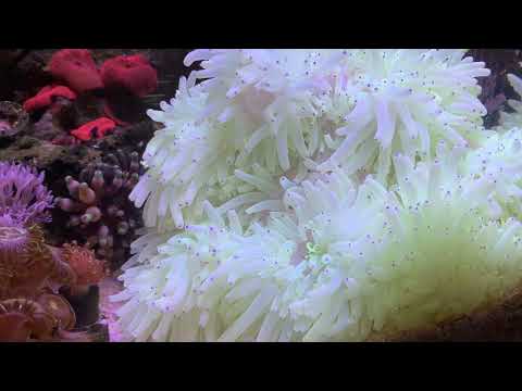 Видео: Актиния и кормление кораллов. Мини морской аквариум 30 литров.