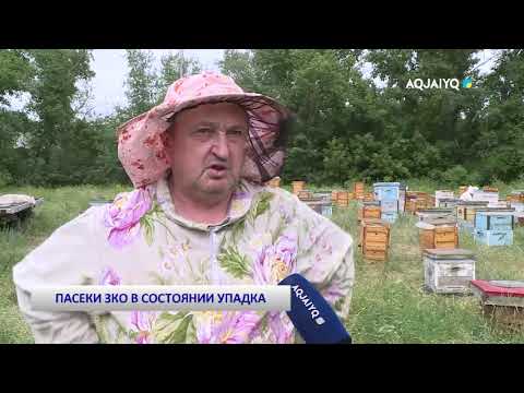 Видео: ПАСЕКИ ЗКО В СОСТОЯНИИ УПАДКА