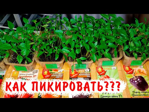 Видео: Как правильно пикировать перец, даже если он перерос? Все тонкости пикировки
