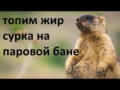 Видео: Как топить жир Сурка на паровой бане правильно!