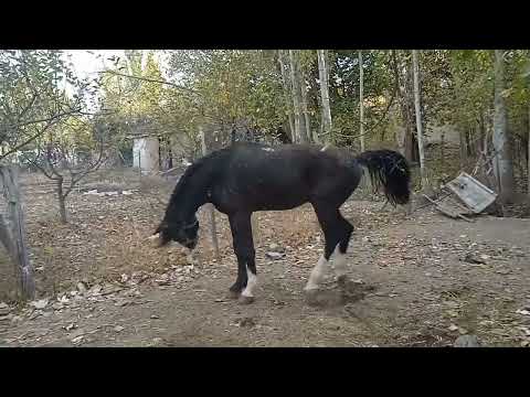 Видео: Аспи фурӯши 988279820 Ватсап номри дасти 11 ноябри 2025г.