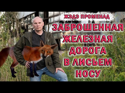 Видео: Гуляем по заброшенной железнодорожной линии  в Лисьем Носу. Заброшки Спб. История железной дороги