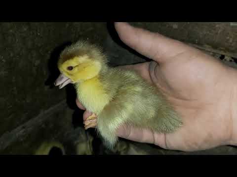 Видео: важные вопросы по разведению уток!  !сколько утят?