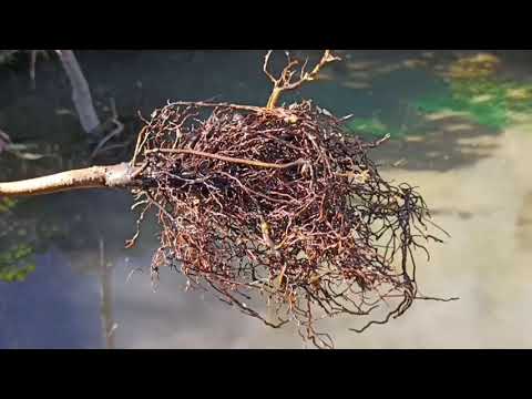 Видео: Хурма виргинская, восточная, кавказская - сравнение корневых систем