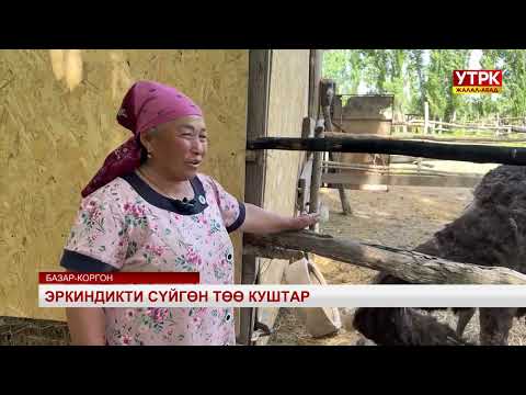 Видео: Эркиндикти сүйгөн төө куштар