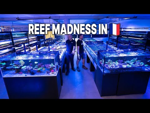 Видео: Более 400 ДНЕЙ КАРАНТИНА?! - Здесь вы можете купить САМЫЕ БЕЗОПАСНЫЕ КОРАЛЛЫ НА СВЕТЕ! - Tunze