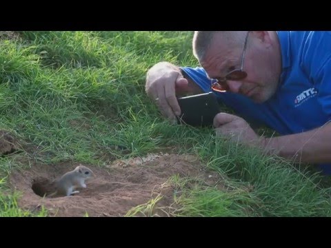 Видео: Песчанки