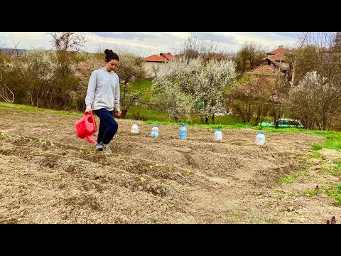 Видео: Ремонти или работа в градината - познайте какво избрахме 😅 | ЖИВОТ НА СЕЛО | Boho Soulz
