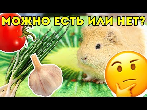 Видео: РЕАКЦИЯ Морской Свинки НА ЧЕСНОК, ОГУРЦЫ, ЗЕЛЕНЬ. Что МОЖНО и Что НЕЛЬЗЯ Есть Свинкам?