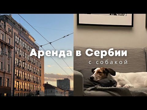 Видео: Трудности поиска квартиры в Белграде // АРЕНДА