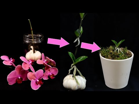 Видео: Размножение Орхидей, Детки Орхидей На Цветоносе! РАЗОБЛАЧЕНИЕ ОБМАНА!