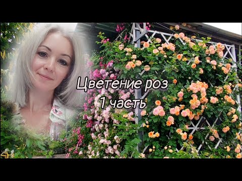 Видео: Vlog-224 Продолжение цветения РОЗ! Лето! первые дни июня🌹🙏Пышное цветение "стены"