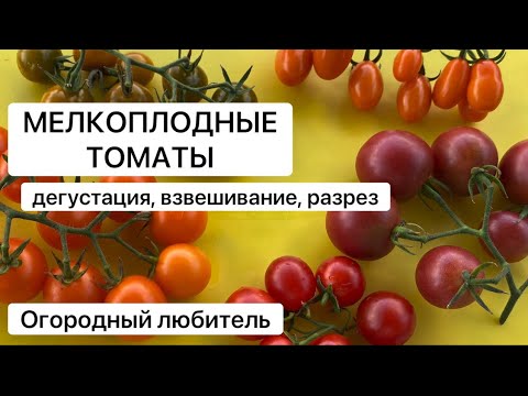 Видео: МЕЛКОПЛОДНЫЕ ТОМАТЫ // ВОЛШЕБНАЯ АРФА, БОНСАЙ, ДОКТОР ГРИН, ШОКОЛАДНЫЙ ДЕСЕРТ, ГРУШКА АПЕЛЬСИНОВАЯ