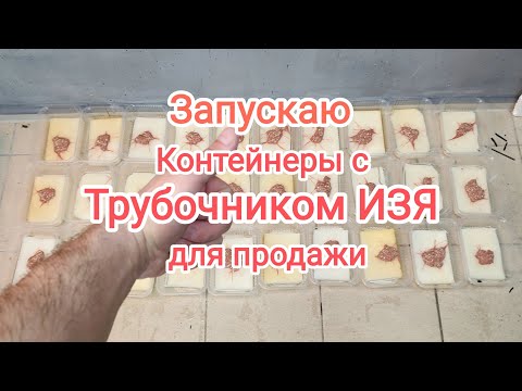 Видео: Запустил 30 контейнеров с трубочником ИЗЯ для продажи и отсадил сомов на нерест.