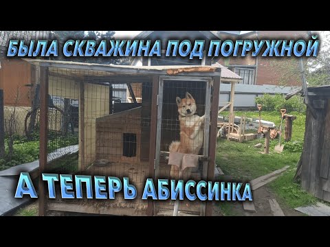 Видео: Абиссинка как замена глубинки при высоком зеркале.