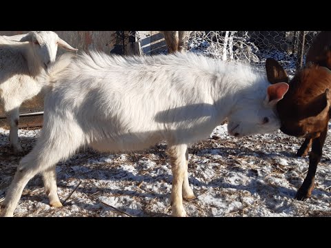 Видео: Как прощупать козлят у котной козы.(В конце видео)