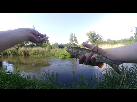 Видео: В поисках голавля. Река Анграпа. Рыбалка в Калининграде