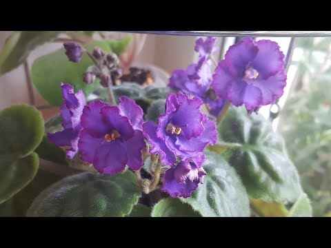 Видео: Сезонные проблемы фиалок