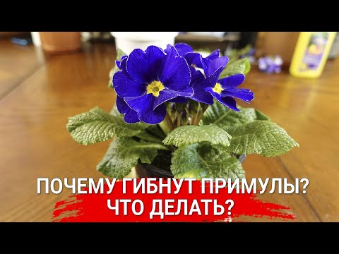 Видео: Почему гибнут примулы? Что делать?