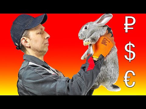 Видео: Сколько стоят кролики?