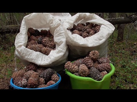 Видео: Добываем Сибирскую Шишку! Кедра и Шишка в зарослях Черничника! Заготовка Кедрового Ореха в Сибири!