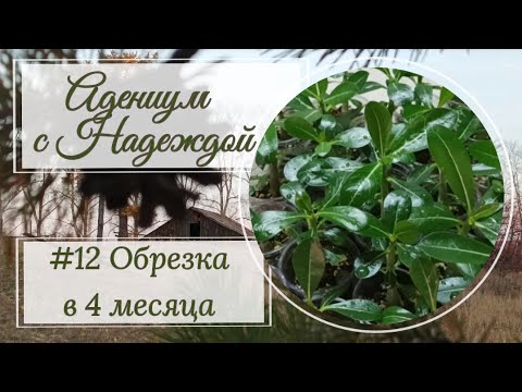 Видео: Адениум с Надеждой #12. Сеянцам 4 месяца! Обрезка.