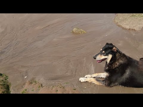 Видео: Наш двор весной. Лечим собаку #аргентина