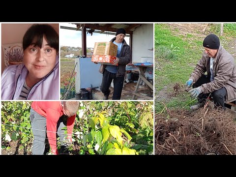 Видео: Усі замовлення виконанні,більше не має саджанців на продажу ...