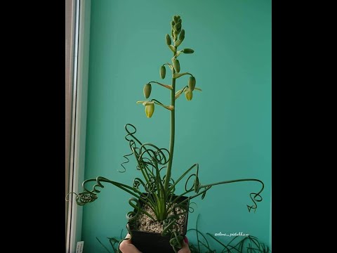 Видео: Пересадка альбуки спиральной / Albuca spiralis. Размер луковицы, грунт