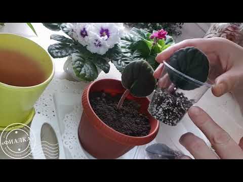 Видео: Главные ошибки при укоренении черенков фиалки