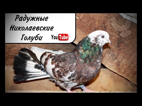 Видео: Радужные Николаевские голуби. Самара 2021