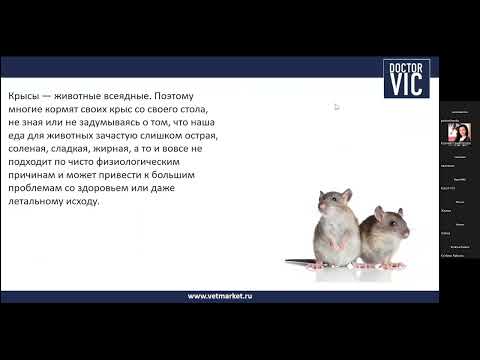 Видео: 08.09.22 «Особенности кормления крыс на разных этапах жизни»
