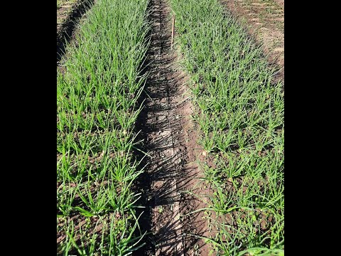 Видео: Лук начал желтеть? Срочная помощь луку🧅🧅🧅