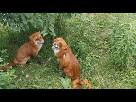 Видео: Лис Альф на прогулке с лисой Василисой