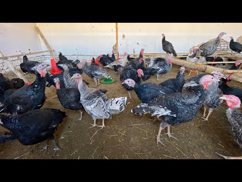 Видео: 🦃ИНДЮК КОРА ШАХЗОДА ҒОЗ 🪿КОРАКОШ ИНДЮКЛАРИ СОТИЛАДИ ХАММАСИ ЗОТДОР 😱 ПАРРАНДАЛАР УЛГУРИБ КОЛИНГ 