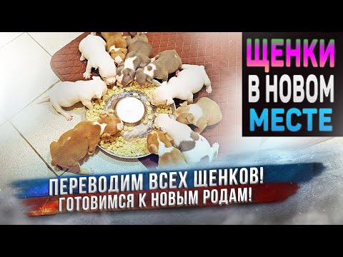 Видео: Большой переезд! Сразу 20 собак и щенков передвигаем по питомнику. Скоро новые роды!
