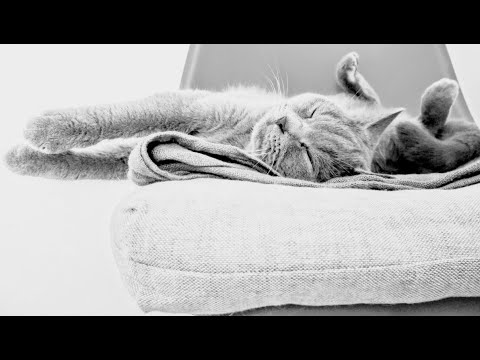 Видео: 🐈БРИТАНСКАЯ ИЛИ ШОТЛАНДСКАЯ 😺? КАКУЮ ВЫБРАТЬ? ОТЛИЧИЯ ПОРОД🐾l Olivia Ki