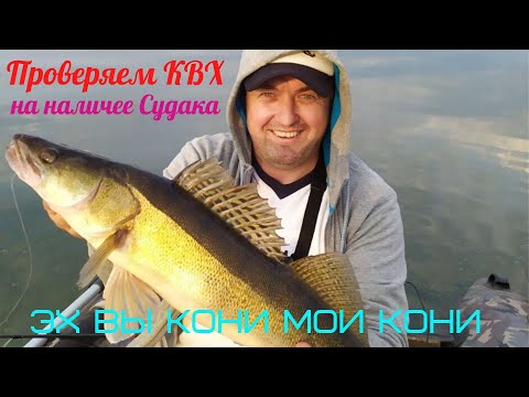 Видео: Проверяем Киевское водохранилище на наличие Судака.Клыкастые Кони присутствуют