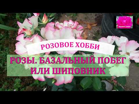 Видео: РОЗА.  КАК ОТЛИЧИТЬ БАЗАЛЬНЫЙ ПОБЕГ ОТ ШИПОВНИКА. НАЧИНАЮЩИМ