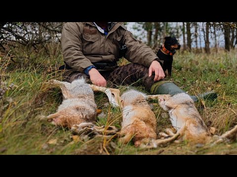 Видео: Супер открытие на зайца с ягдтерьером. Зайцы сами бегут в ноги. Сезон 2025 #1