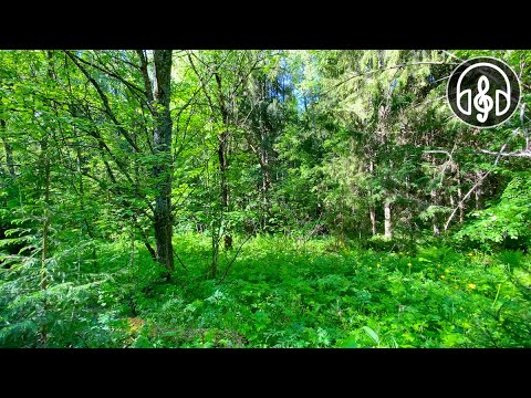 Видео: Утреннее пение лесных птиц. 12 часов звука природы для сна и релаксации.