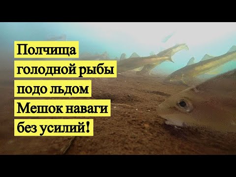 Видео: Полчища голодной рыбы подо льдом. Мешок наваги без усилий! Подводная съёмка!/ Saffron cod (Eng Subs)