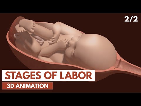 Видео: Этапы родов | 3D-анимация (2/2)