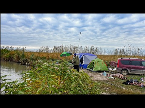 Видео: Бешеный жор трофейных сазанов.