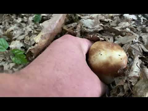 Видео: І Попробуй не Вір в Дива після Такого... Середа 19 червня 2024 поміняли Корзину і дивіться Шо вийшло
