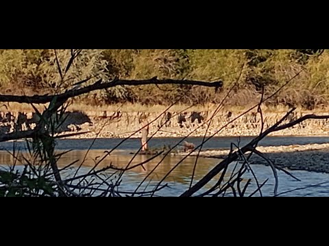Видео: Казахстан. Осман осенью на Коксу 28.08.25